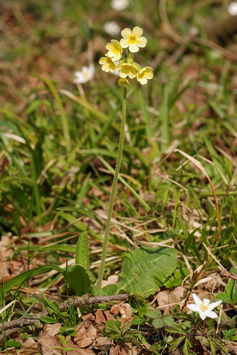 Oxlip plant - A.jpg - Oxlip plant in flower - Cambridgeshire